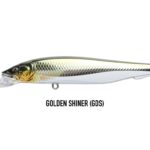 GOLDEN SHINER
